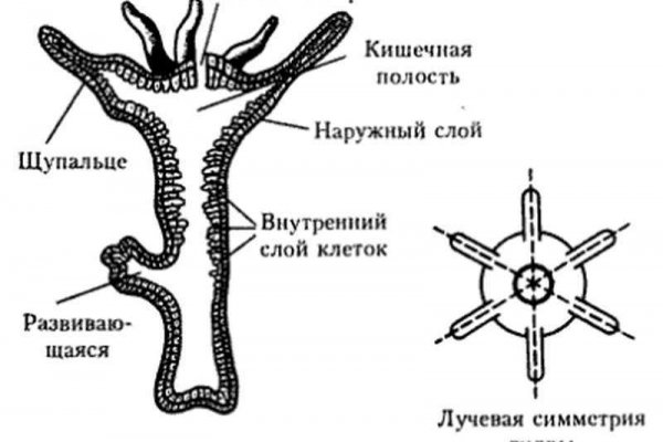 Ссылка на кракен vtor run